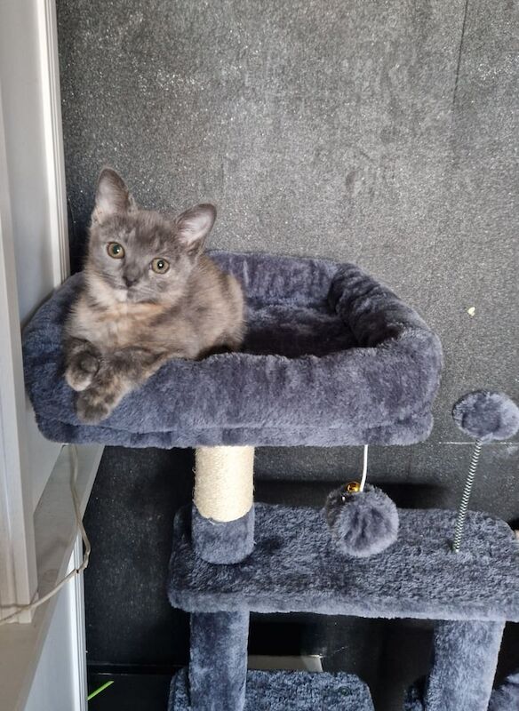 2 ragdoll cross kittens for sale in Hereford, Herefordshire | Image 3