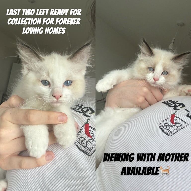 Ragdoll kittens for sale in Ilford, Greater London – 9 weeks old