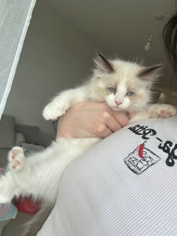 Ragdoll kittens for sale in Ilford, Greater London – 9 weeks old - Image 2 of 3