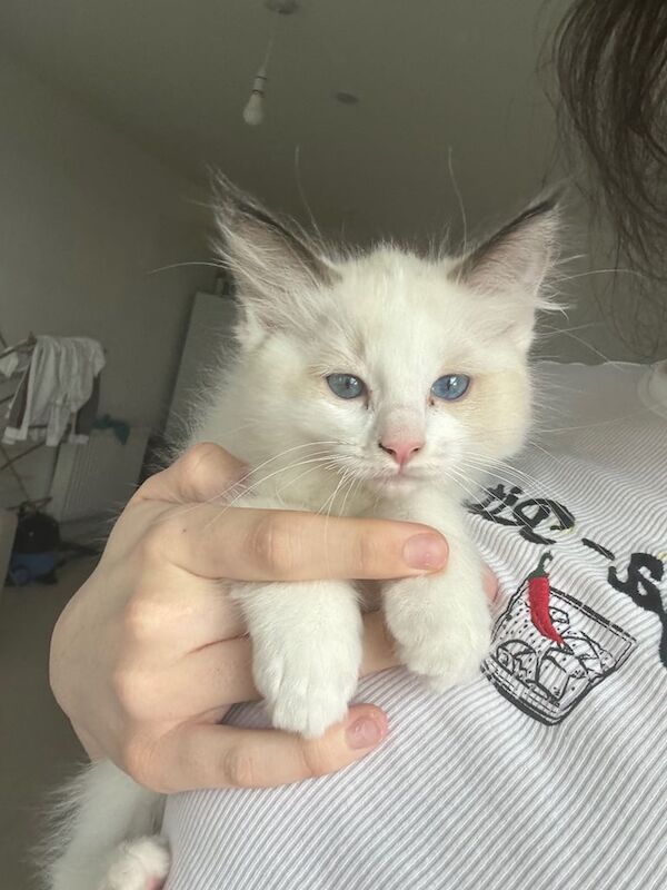 Ragdoll kittens for sale in Ilford, Greater London – 9 weeks old - Image 3 of 3