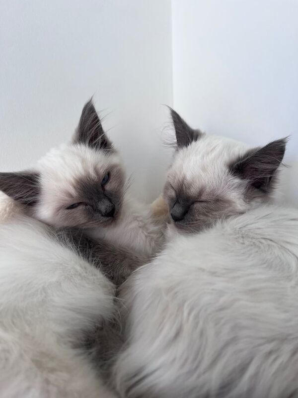 Ragdoll kittens for sale in Holland-on-Sea, Essex – 3 months old