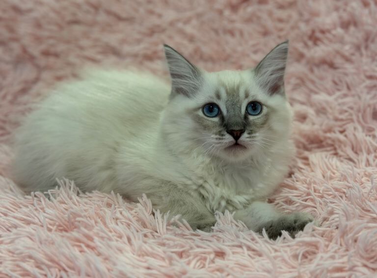 2 ragdoll kittens ready to go