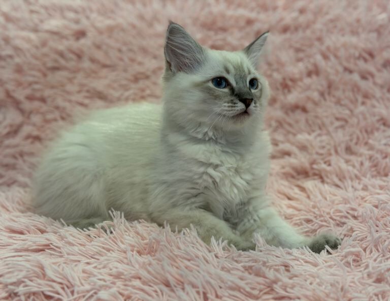 2 ragdoll kittens ready to go - Image 2 of 3
