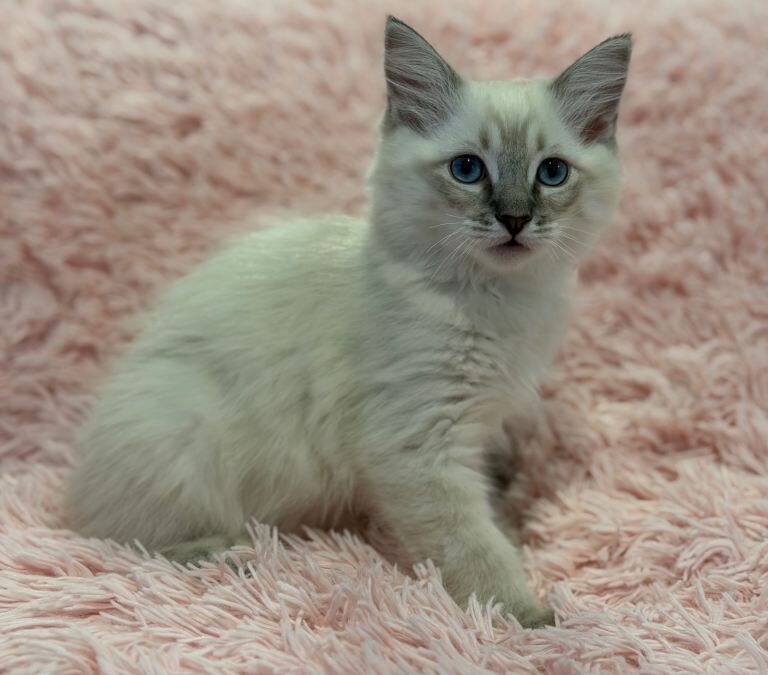 2 ragdoll kittens ready to go - Image 3 of 3