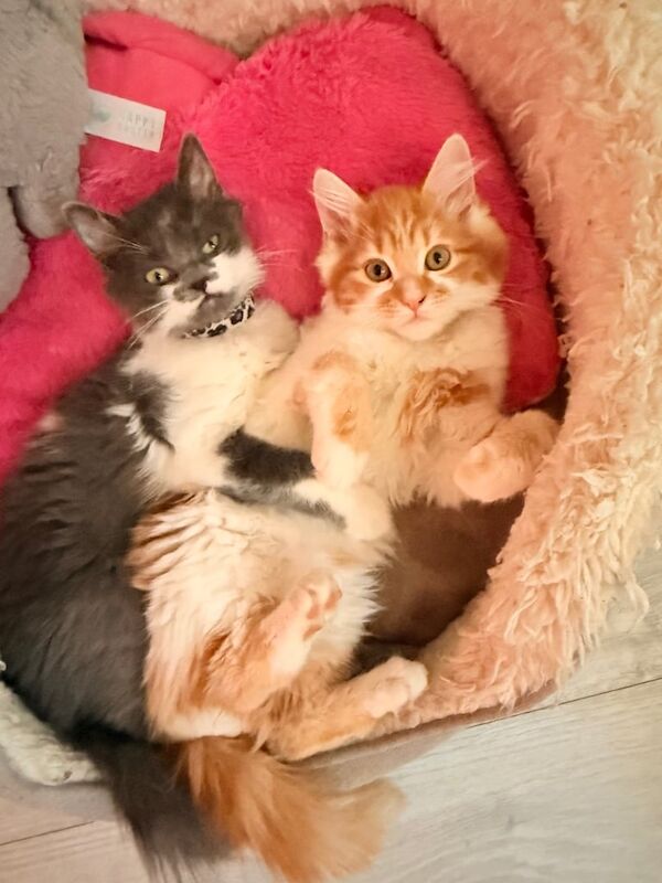 Ragdoll kittens for sale in Ripley, Derbyshire – 6 months old