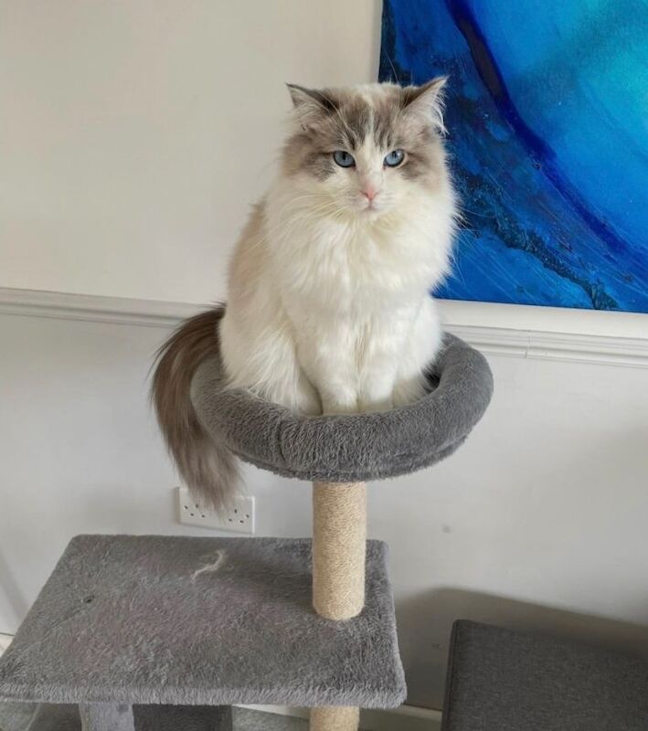 2 Ragdoll Siblings