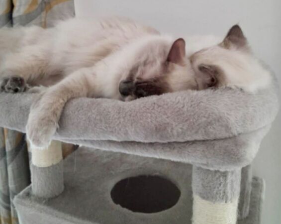 2 ragdolls