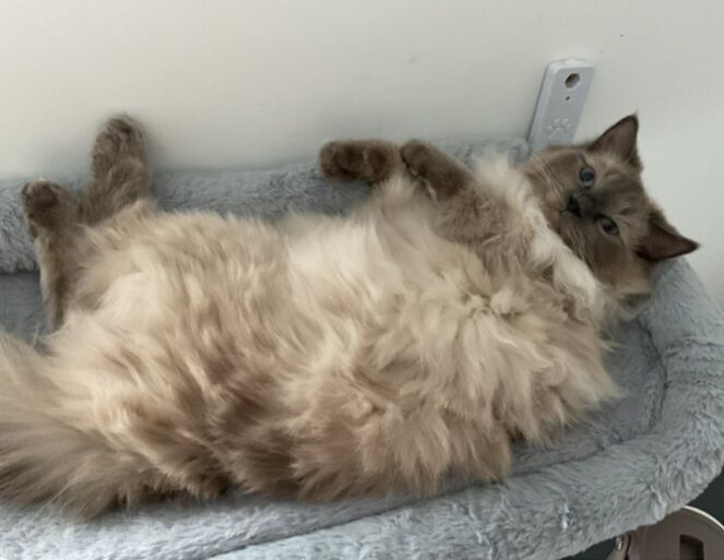 2 ragdolls - Image 2 of 8