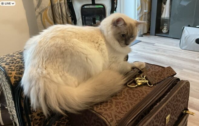 2 ragdolls - Image 3 of 8