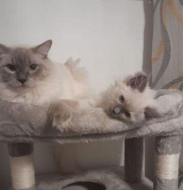 2 ragdolls - Image 4 of 8