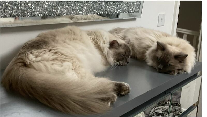 2 ragdolls - Image 5 of 8