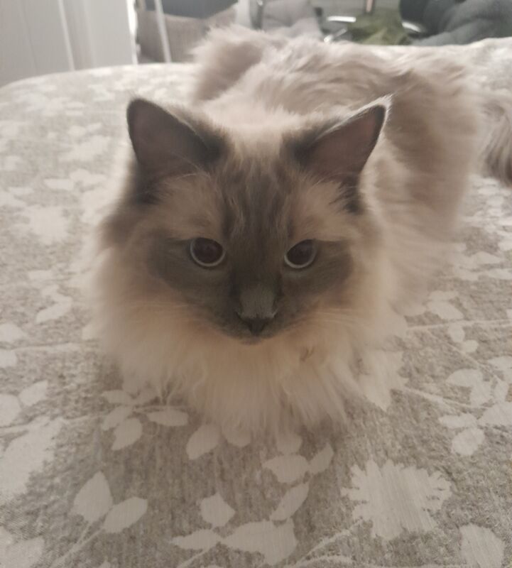 2 ragdolls - Image 6 of 8