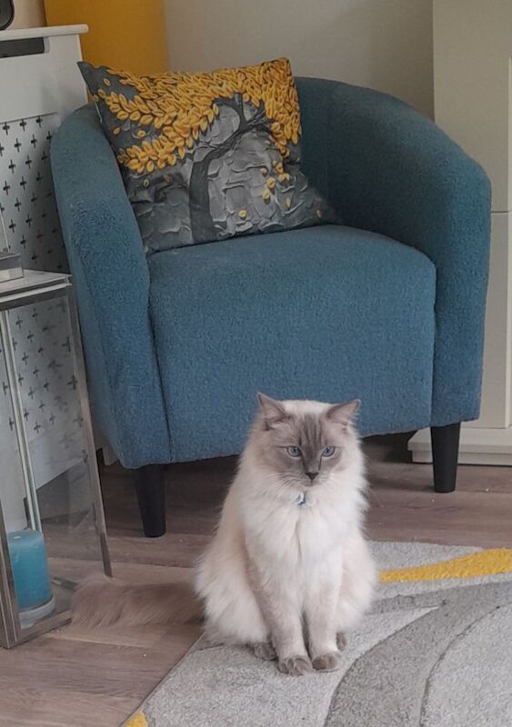 2 ragdolls - Image 7 of 8