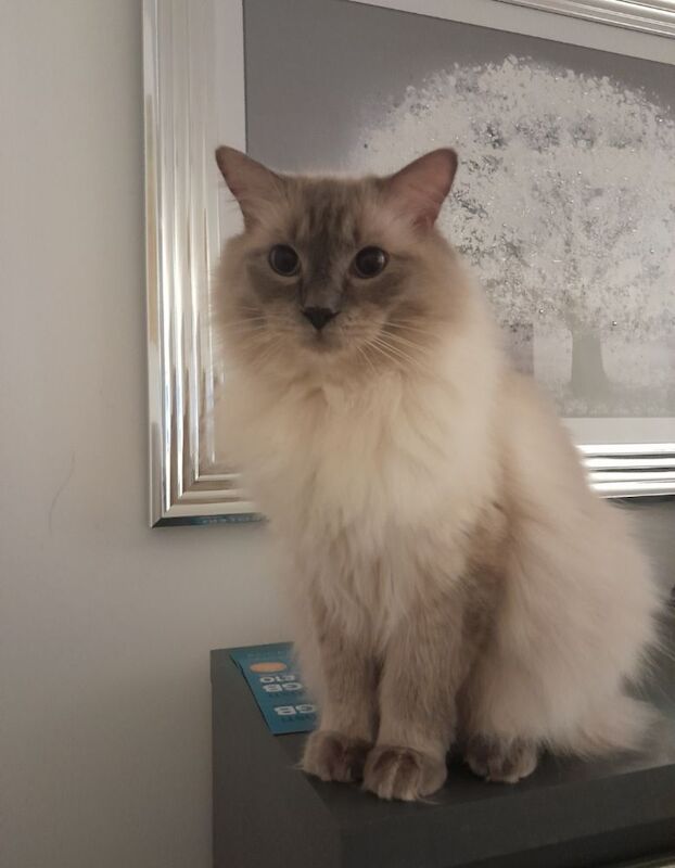 2 ragdolls - Image 8 of 8
