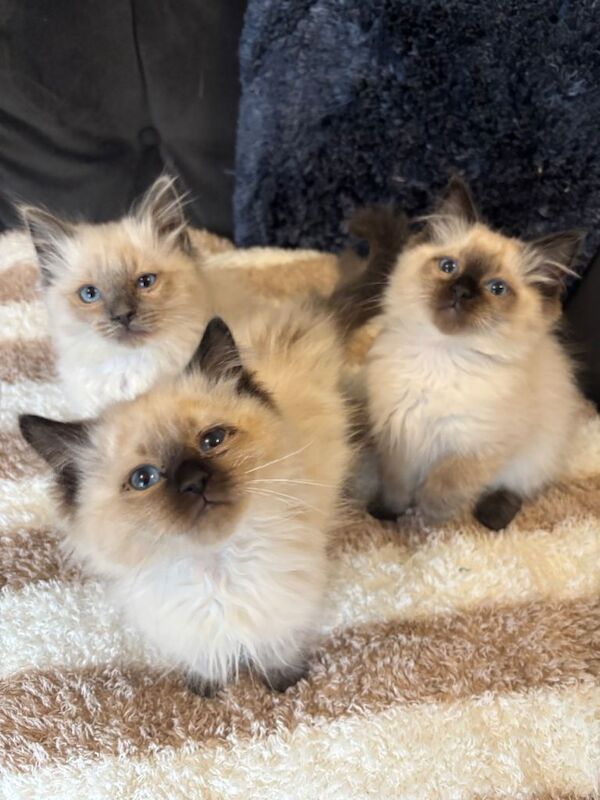2 seal point male ragdoll kittens ready now