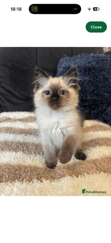 2 seal point male ragdoll kittens ready now - Image 2 of 3
