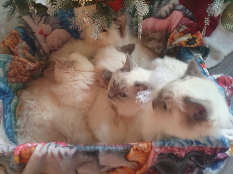 Ragdoll kittens for sale in Dundee, City of Dundee – 5 months old