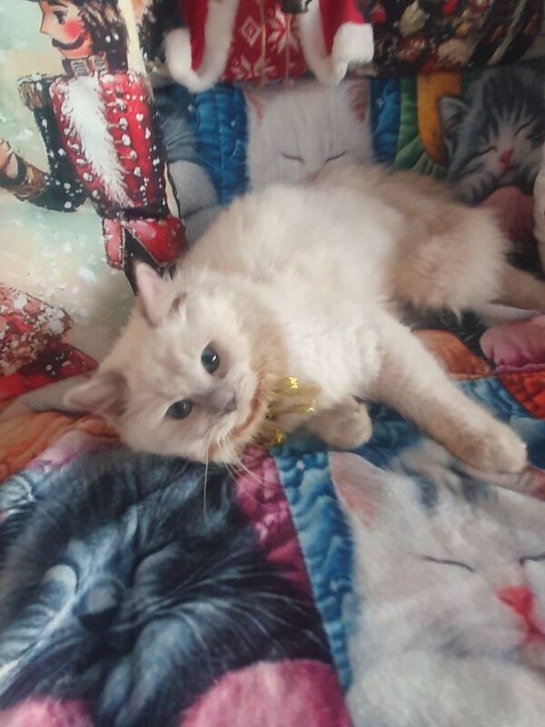 Ragdoll kittens for sale in Dundee, City of Dundee – 5 months old - Image 2 of 15