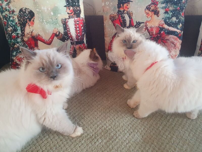 Ragdoll kittens for sale in Dundee, City of Dundee – 5 months old - Image 3 of 15