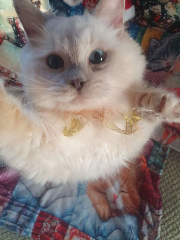 Ragdoll kittens for sale in Dundee, City of Dundee – 5 months old - Image 4 of 15