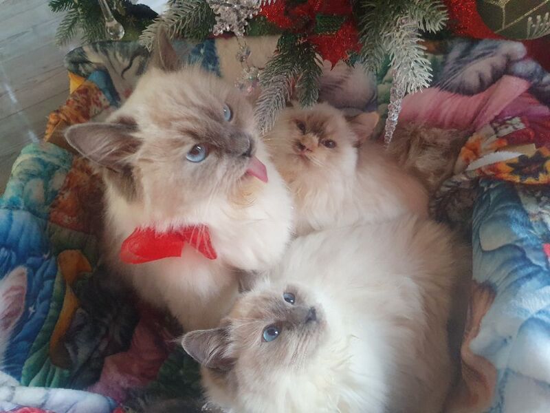 Ragdoll kittens for sale in Dundee, City of Dundee – 5 months old - Image 5 of 15