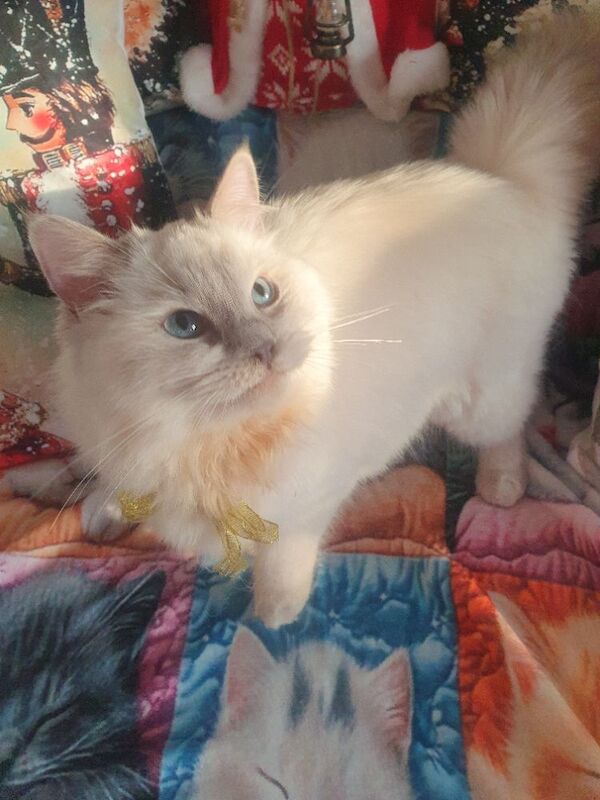 Ragdoll kittens for sale in Dundee, City of Dundee – 5 months old - Image 6 of 15