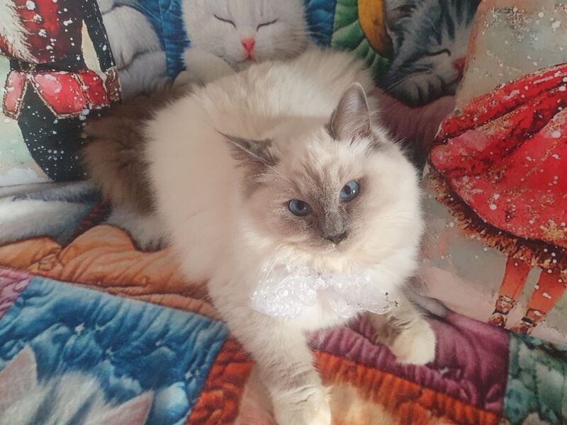 Ragdoll kittens for sale in Dundee, City of Dundee – 5 months old - Image 7 of 15