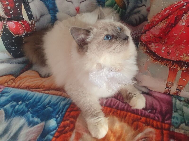 Ragdoll kittens for sale in Dundee, City of Dundee – 5 months old - Image 8 of 15