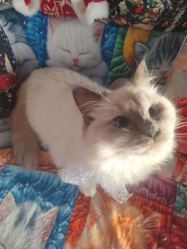 Ragdoll kittens for sale in Dundee, City of Dundee – 5 months old - Image 9 of 15