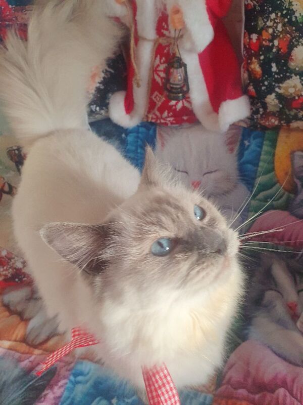 Ragdoll kittens for sale in Dundee, City of Dundee – 5 months old - Image 10 of 15