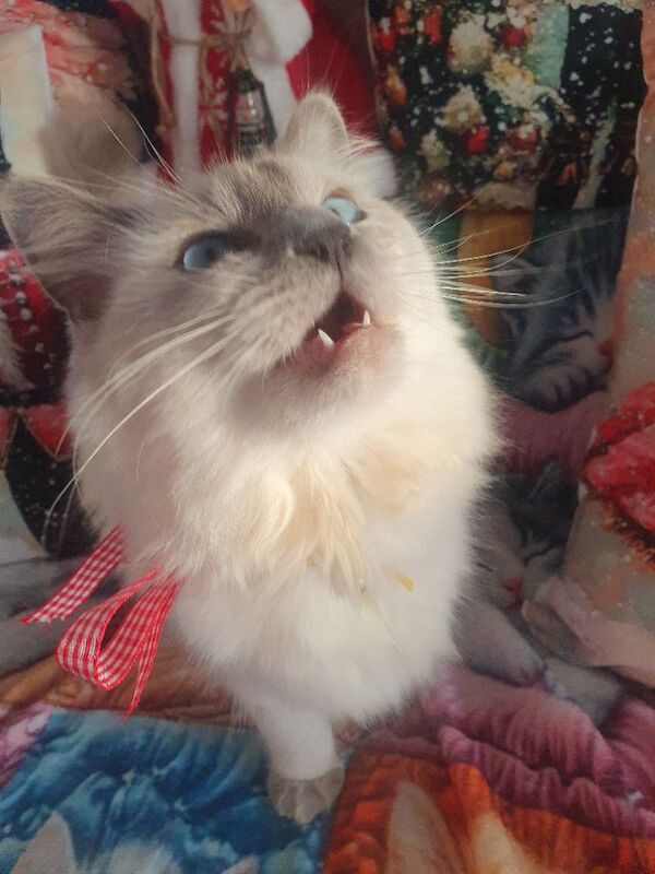 Ragdoll kittens for sale in Dundee, City of Dundee – 5 months old - Image 11 of 15