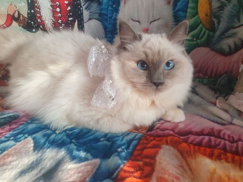 Ragdoll kittens for sale in Dundee, City of Dundee – 5 months old - Image 12 of 15