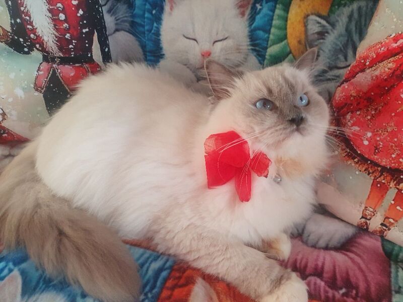 Ragdoll kittens for sale in Dundee, City of Dundee – 5 months old - Image 13 of 15