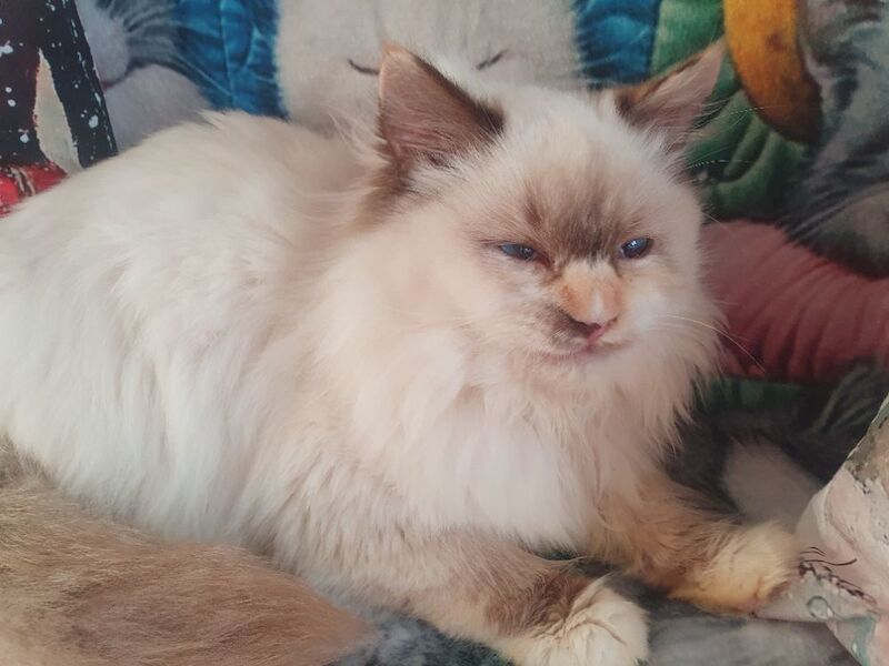 Ragdoll kittens for sale in Dundee, City of Dundee – 5 months old - Image 15 of 15
