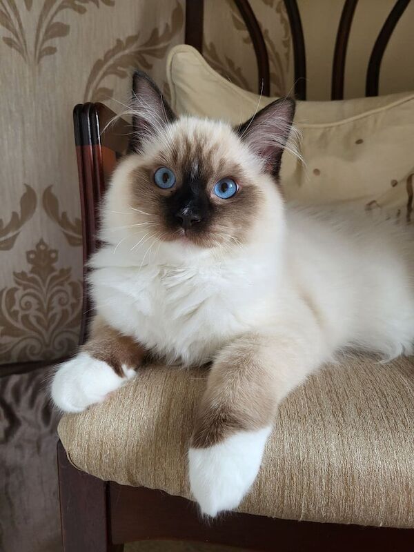 Ragdoll kittens for sale in Clydebank, Dunbartonshire – 4 months old