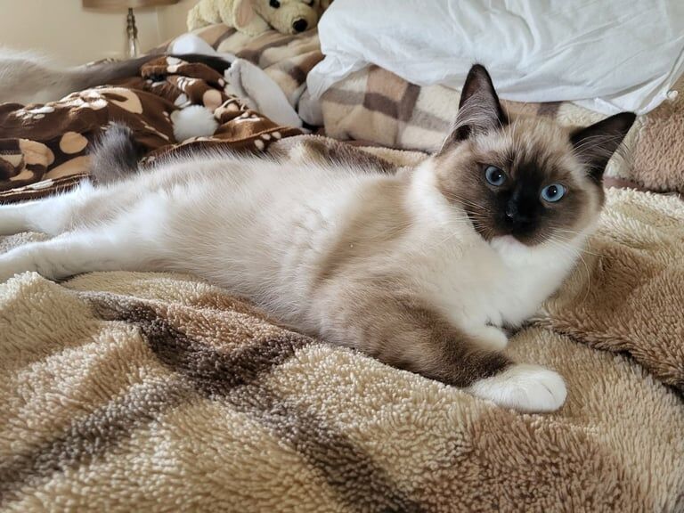 Ragdoll kittens for sale in Clydebank, Dunbartonshire – 4 months old - Image 2 of 2