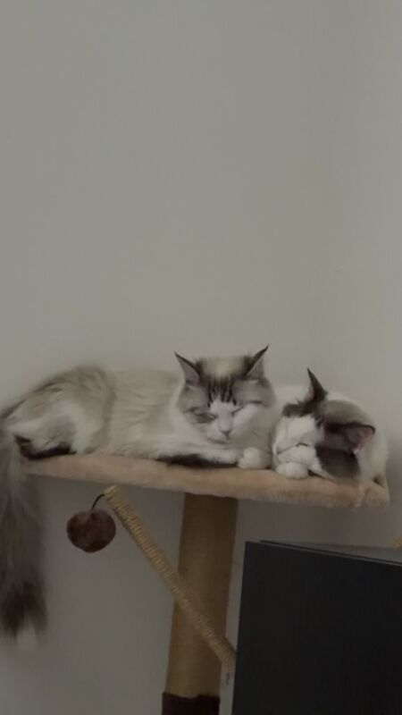 2x Ragdoll