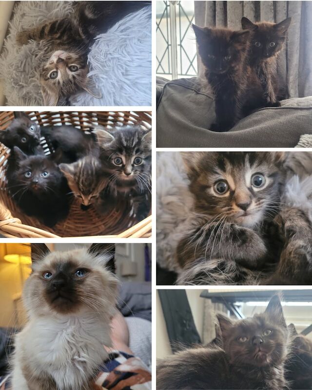 Ragdoll kittens for sale in Clapham, Greater London – 3 months old