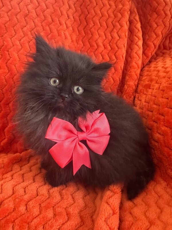 Ragdoll kittens for sale in Downpatrick, County Down – 8 weeks old