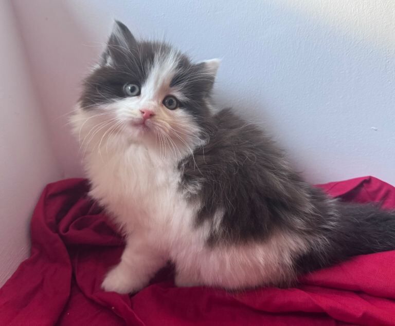 3/4 Ragdoll kittens