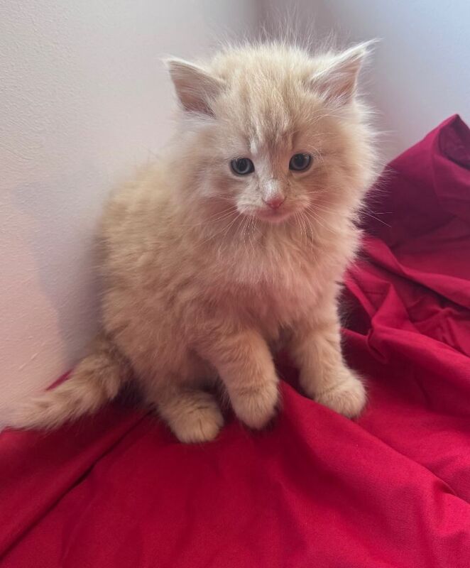 3/4 Ragdoll kittens - Image 3 of 4