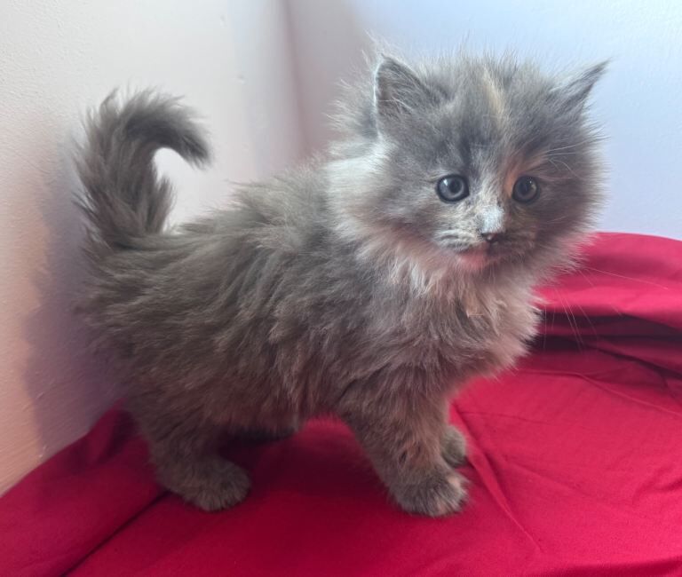 3/4 Ragdoll kittens - Image 4 of 4
