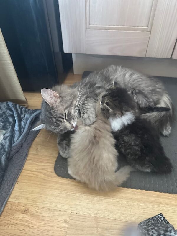 Ragdoll kittens for sale in Shaw, Greater Manchester – 4 weeks old