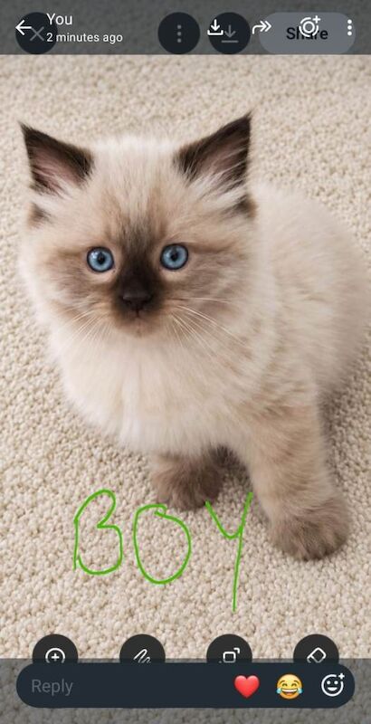 Ragdoll Kittens For Sale