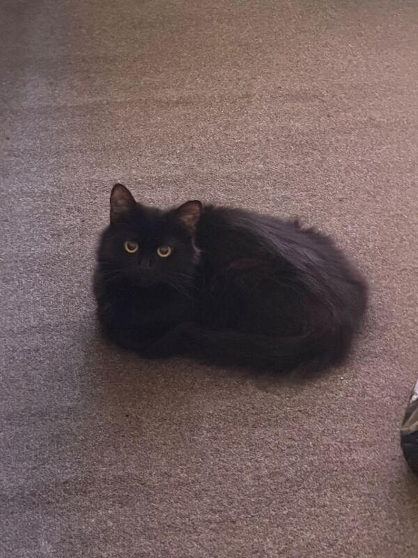 3 all back fluffy cats and one black and white available