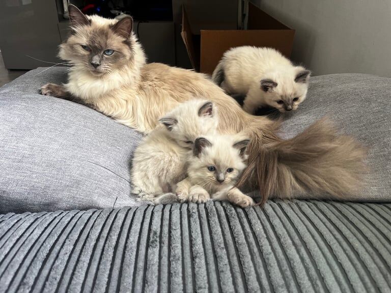 3 Beautiful blue eyes Full Ragdoll Kittens Ready Soon! for sale in Bradford, West Yorkshire