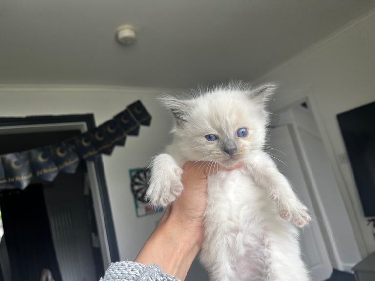 3 Beautiful blue eyes Full Ragdoll Kittens Ready Soon! for sale in Bradford, West Yorkshire | Image 2