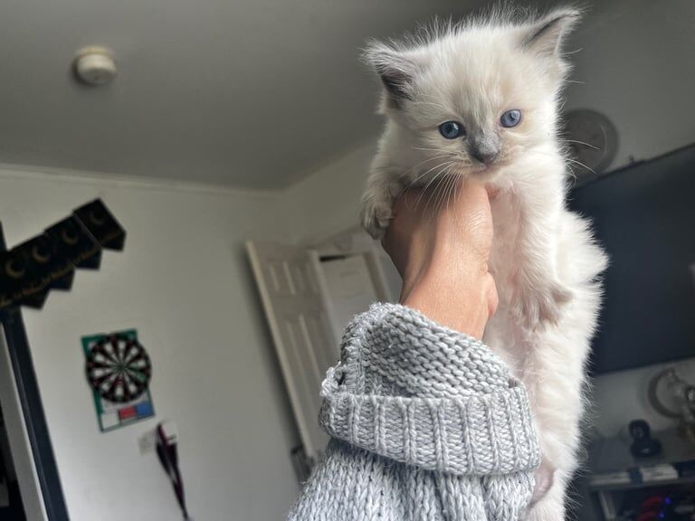 3 Beautiful blue eyes Full Ragdoll Kittens Ready Soon! for sale in Bradford, West Yorkshire | Image 3