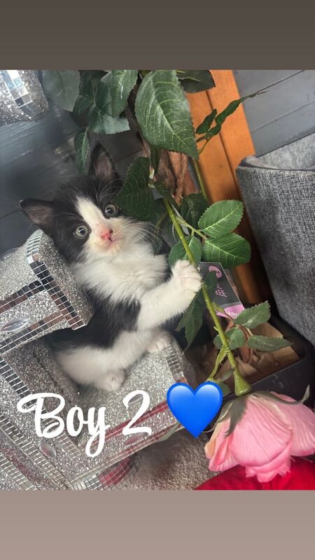 Ragdoll kittens for sale in Dartford, Kent – 6 weeks old - Image 2 of 3