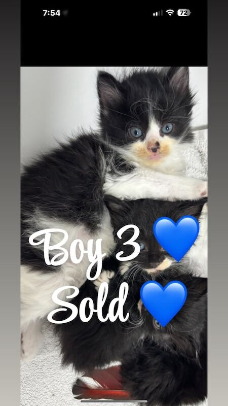 Ragdoll kittens for sale in Dartford, Kent – 6 weeks old - Image 3 of 3